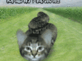 猫来啦